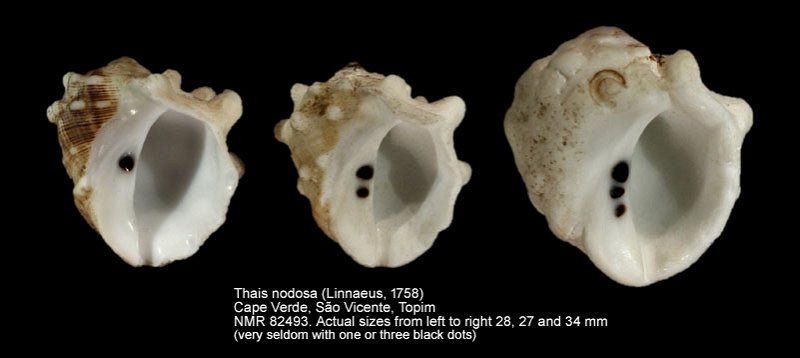 Thais nodosa (5).jpg - Thais nodosa (Linnaeus,1758)
